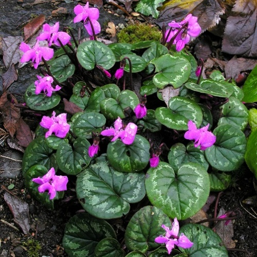 Cyclamen -  Coum